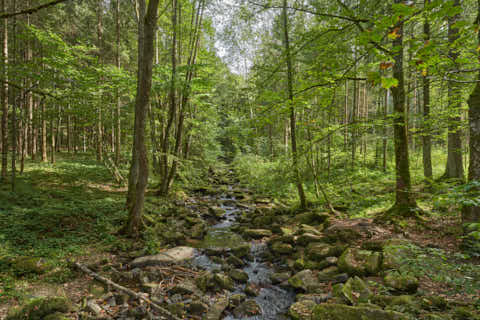 Gemeinde Waldkirchen Landkreis Freyung-Grafenau Saußbachklamm (Dirschl Johann) Deutschland FRG